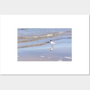 Seagull standing on one leg on the seacoast near water Posters and Art